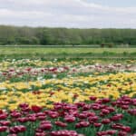 Vibrant tulips bloom in the scenic Tulip Flower Garden in Srinagar, Kashmir