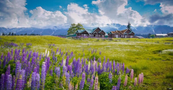 Vibrant Flowers in the Landscape of Gulmarg Wildlife Sanctuary