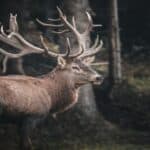 Kashmiri Stag standing in a forest