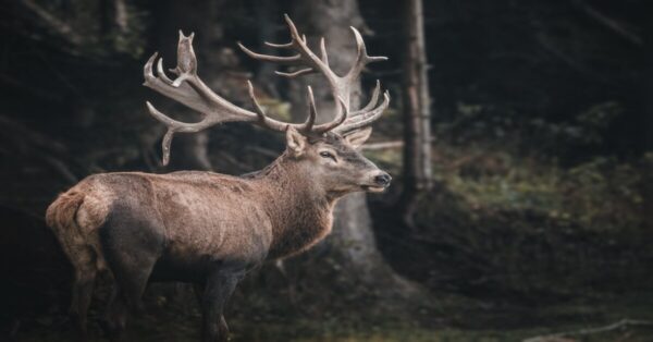 Kashmiri Stag standing in a forest