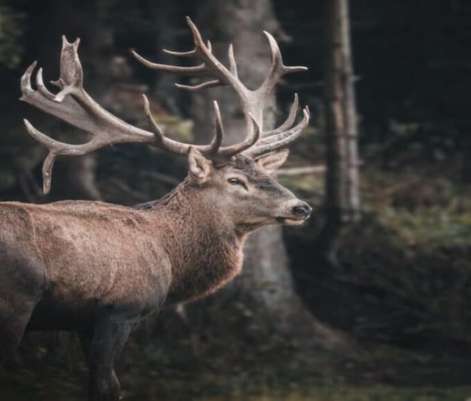 home-wildlife-ecosystem-explorations
