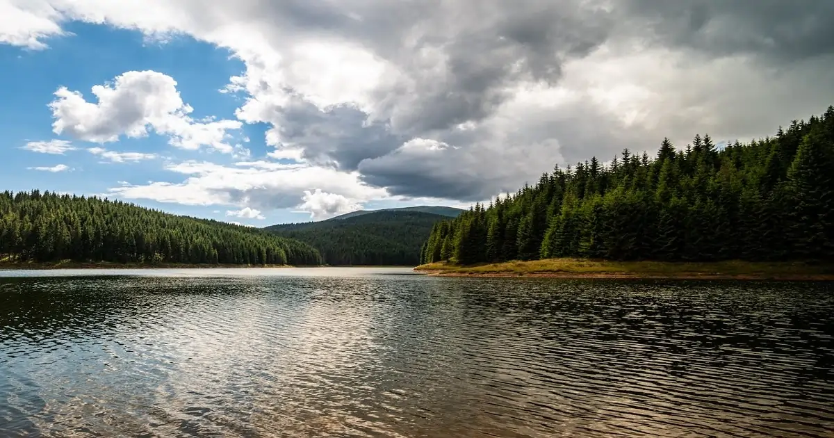 Dense forest ecosystem surrounding a natural lake, representing forest biodiversity and habitat diversity
