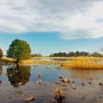 Lush wetland ecosystem teeming with diverse plants emphasis on importance of wetland preservation