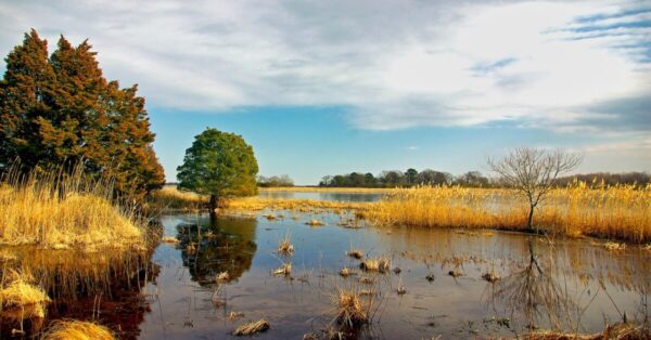 Lush wetland ecosystem teeming with diverse plants emphasis on importance of wetland preservation