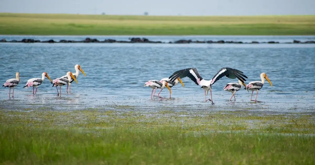 Waterbirds feeding in a shallow wetland with freshwater vegetation
