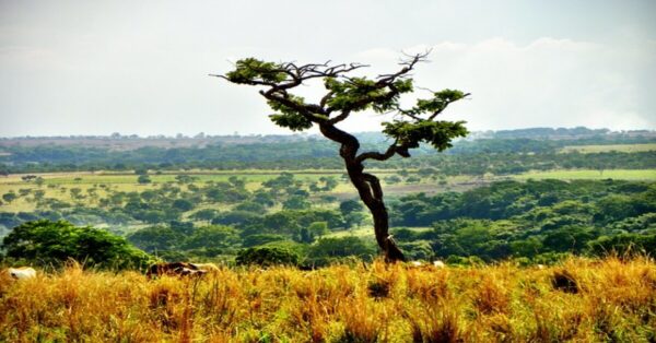 Image illustrating the Difference Between Biome and Ecosystem