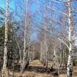 Birch trees in a tropical deciduous forest