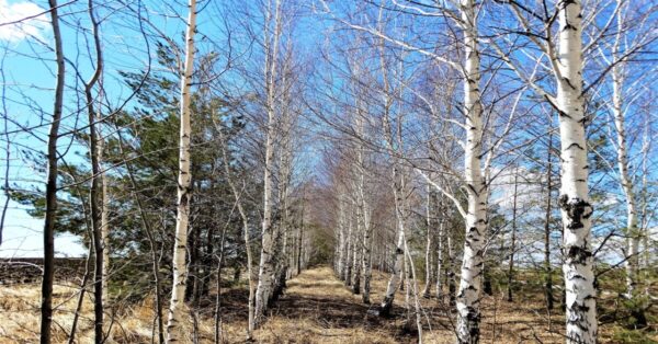 Birch trees in a tropical deciduous forest