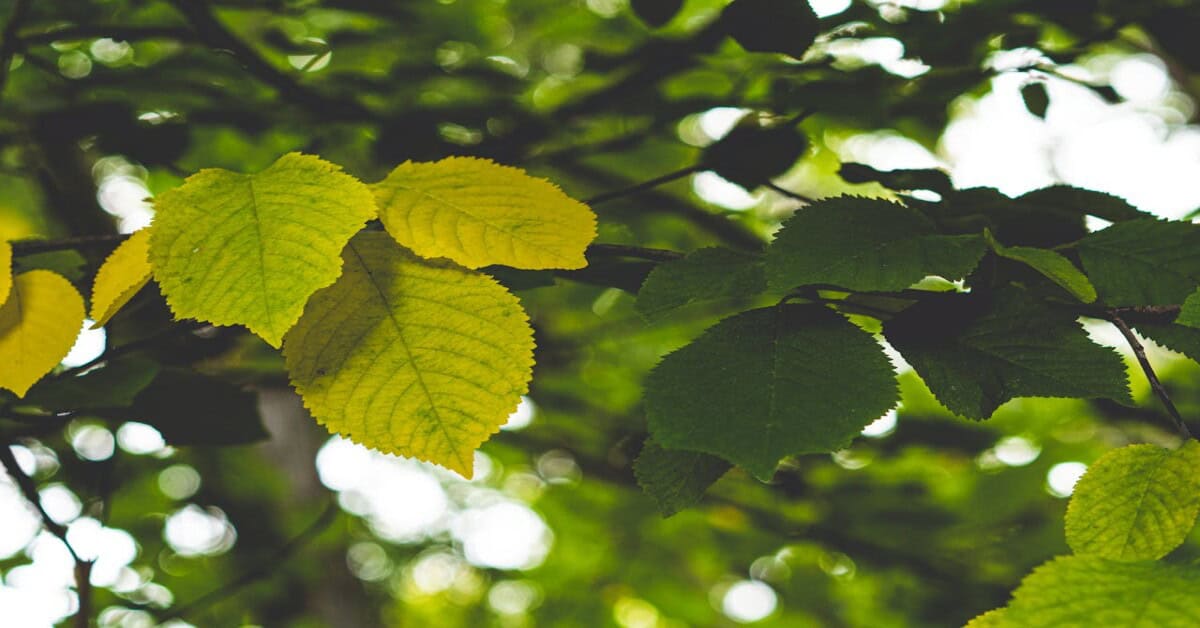 Elm tree branches with leaves in a tropical deciduous forest