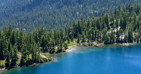 Lush evergreen forest showcasing the diversity of evergreen forest trees