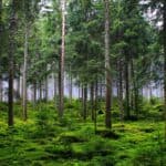 Dense forest showcasing the different forest types in India with rich biodiversity