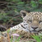 A majestic jaguar highlights the biodiversity of tropical evergreen forest animals