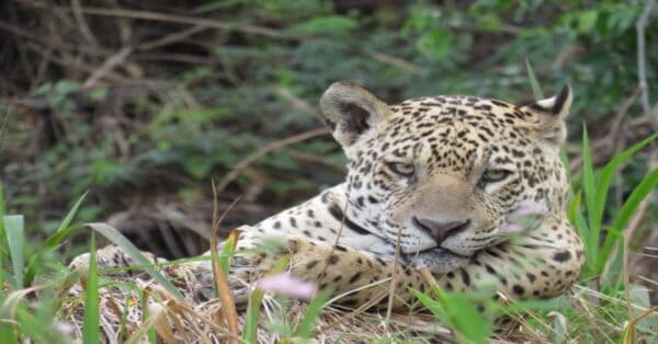 A majestic jaguar highlights the biodiversity of tropical evergreen forest animals