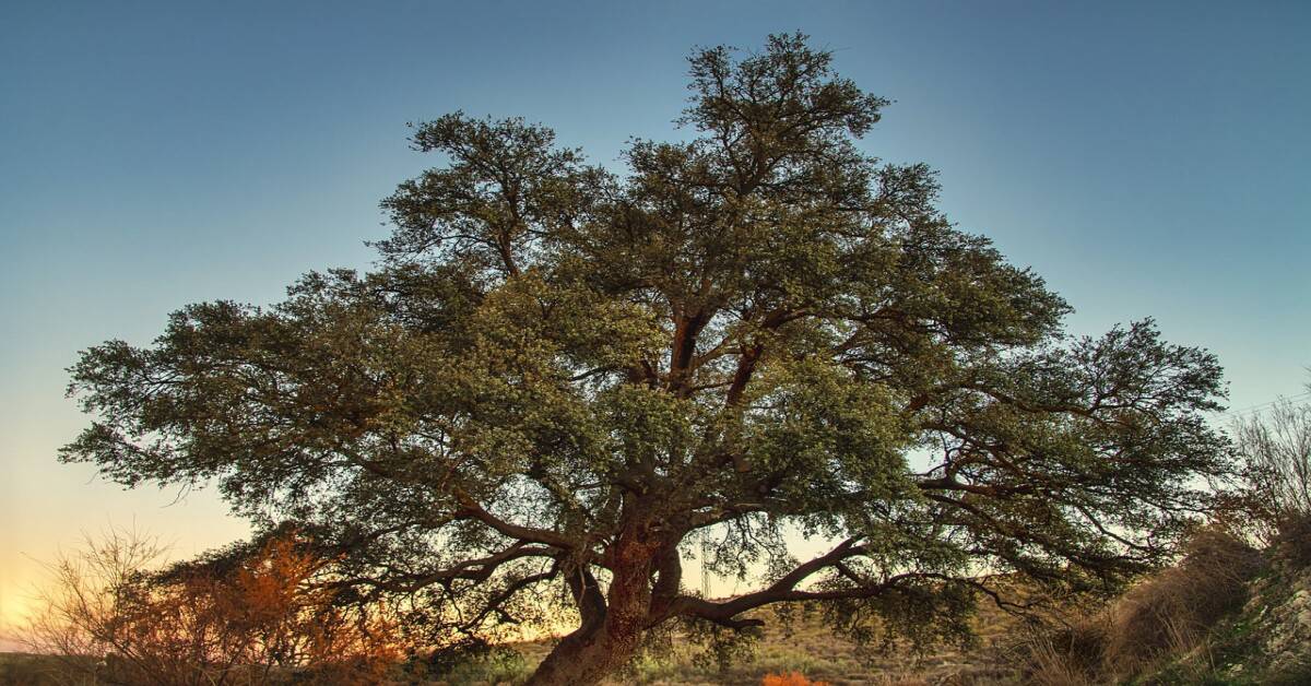 Oak tree in a tropical deciduous forest
