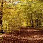 Tropical deciduous forest with fallen leaves covering the ground