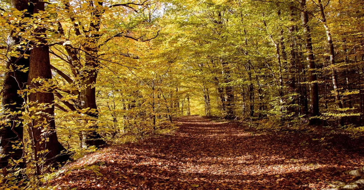 Tropical Deciduous Forest Characteristics and Distribution - Wildlife ...