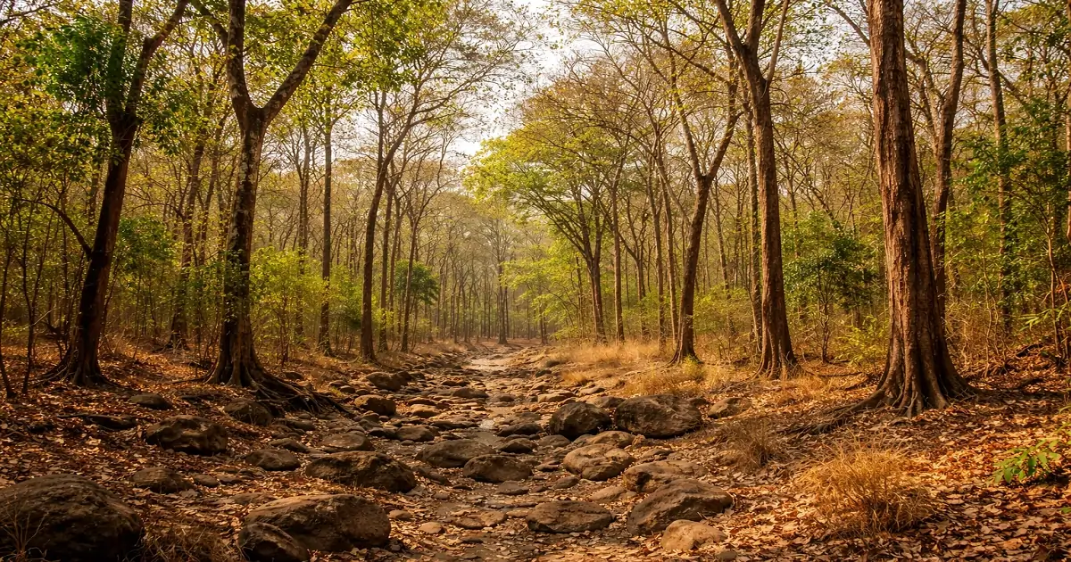 Tropical deciduous forest during dry season with partial leafless trees and open canopy