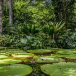 Aerial view of the vast and diverse Amazon Rainforest showing its immense size