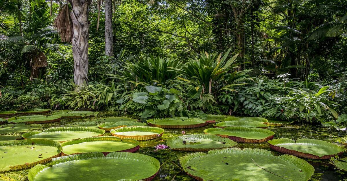Aerial view of the vast and diverse Amazon Rainforest showing its immense size