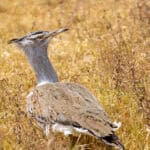 Great Indian Bustard standing in a grassland