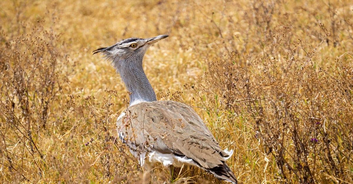 Great Indian Bustard standing in a grassland