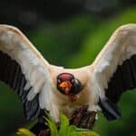 King Vulture showcasing the diversity of Amazon Forest birds