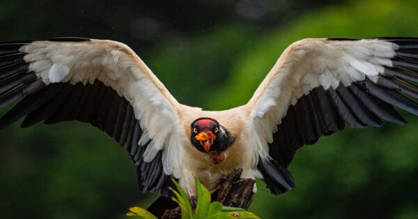King Vulture showcasing the diversity of Amazon Forest birds