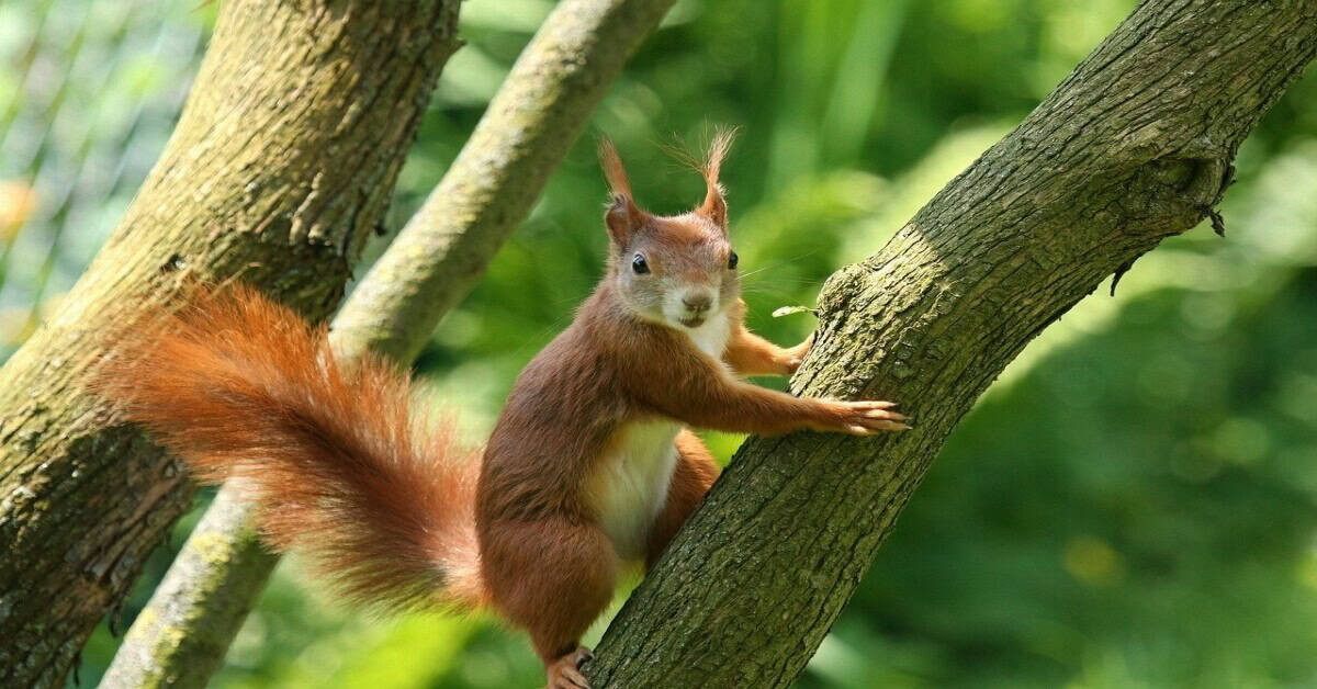Squirrel in a tropical deciduous forest