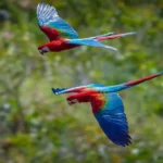 Amazon rainforest canopy and river supporting rich bird diversity across forest habitats