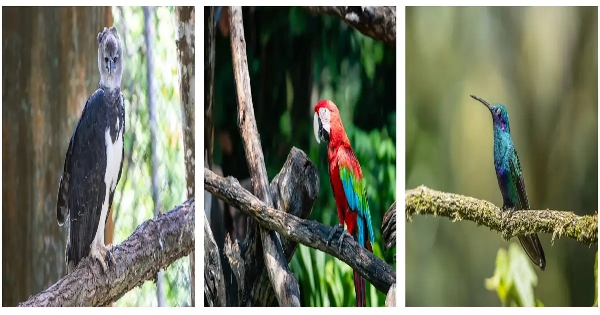 Birds of prey, parrots, and small forest birds found across the Amazon rainforest