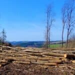 Cut trees showing the impact of deforestation