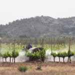 Insecticide being sprayed across an agricultural field, highlighting environmental concerns