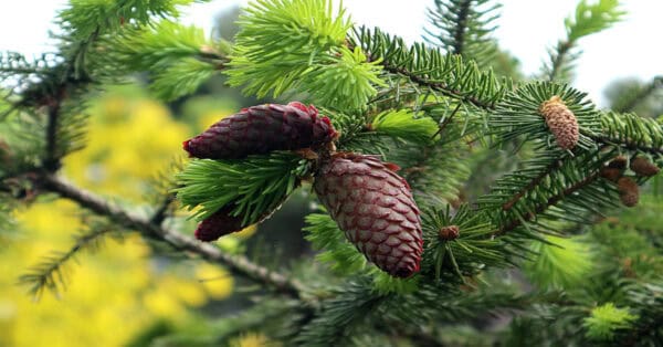 A variety of gymnosperm trees with cones in a forest setting