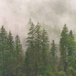 Lush green tropical forest in India with dense tree canopy