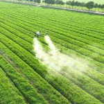 Drone spraying crops in large agricultural field, highlighting modern farming practices and pollution risks