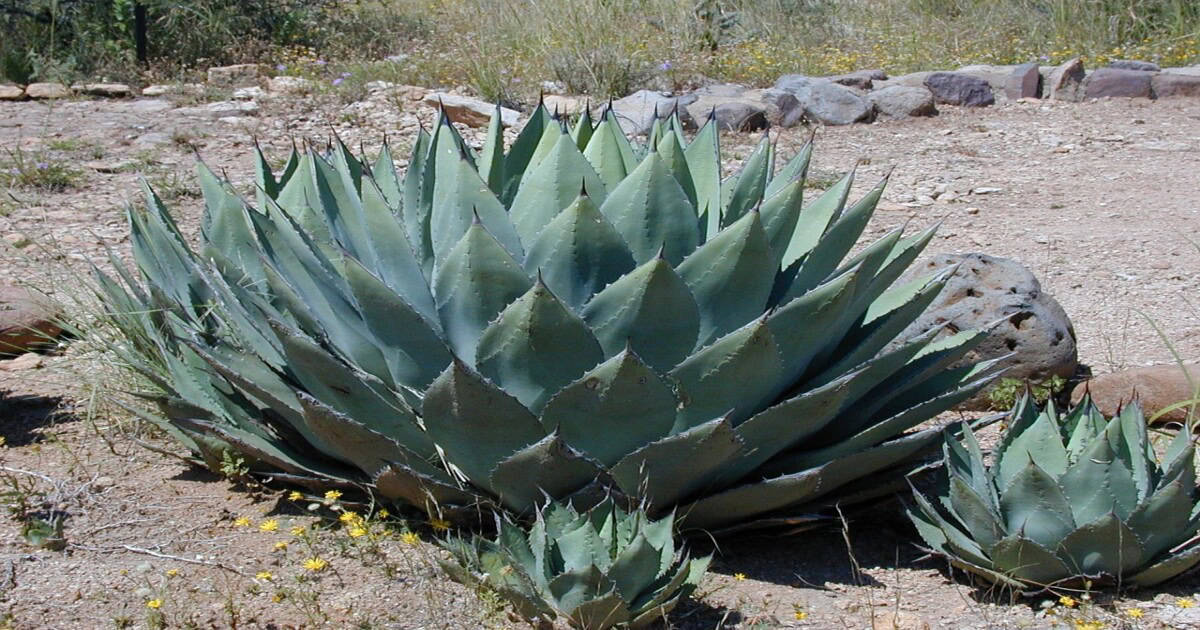 Agave plant with thick leaves, thriving in desert conditions with excellent water retention.