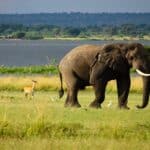 Elephant, deer, and birds in their natural habitat, highlighting biodiversity conservation efforts.