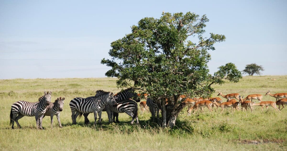Zebras and deer grazing together, illustrating the need for biodiversity conservation