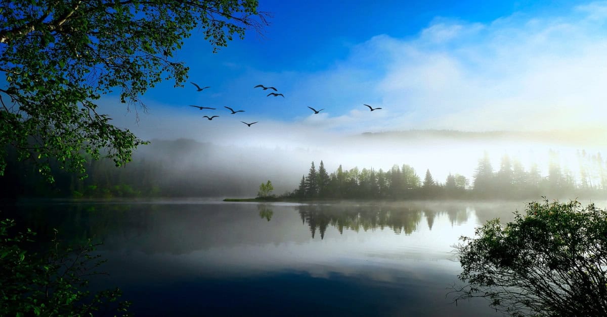 Lush green landscape with trees and clear skies, representing a healthy natural environment.