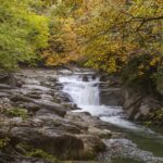Lush green forest showcasing various natural resources essential for biodiversity and humans.