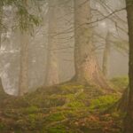 Lush forest trees preventing soil erosion through natural barriers and root systems.