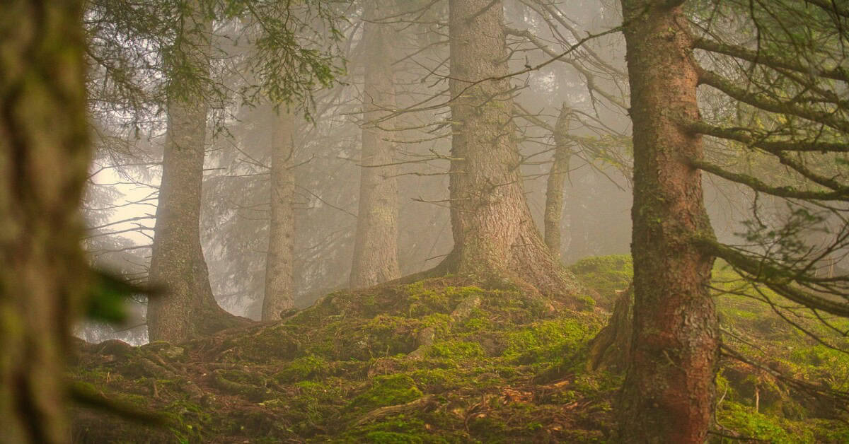 Lush forest trees preventing soil erosion through natural barriers and root systems.