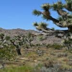 Iconic Joshua tree thriving in the desert, showcasing its unique shape and resilience.