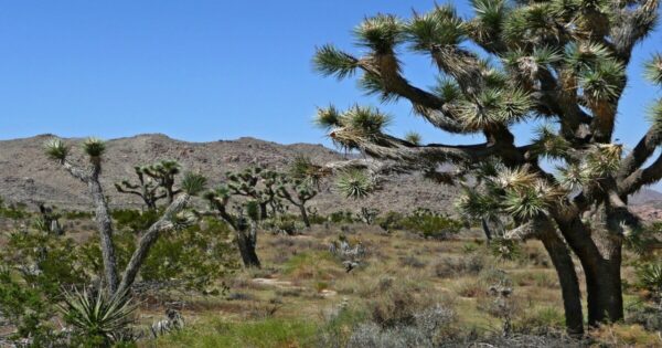 Iconic Joshua tree thriving in the desert, showcasing its unique shape and resilience.