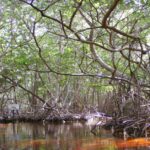 Lush mangrove forest with dense trees and water channels.