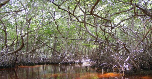 Lush mangrove forest with dense trees and water channels.