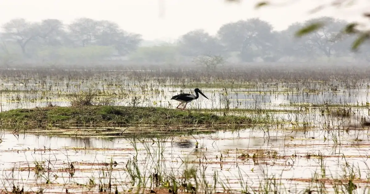 Wetland ecosystem in India supporting native bird species and biodiversity conservation