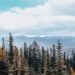 A dense, green coniferous forest with tall trees under cloudy sky