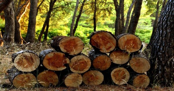 Stacked timber logs representing the importance of forest resources for economic growth.