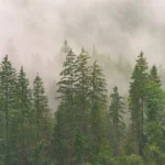 Temperate coniferous forest with tall evergreen pine trees in cool misty climate